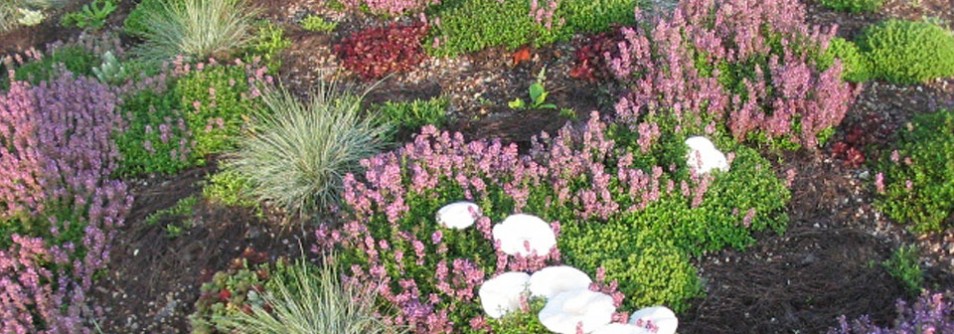 A vibrant, healthy living green roof